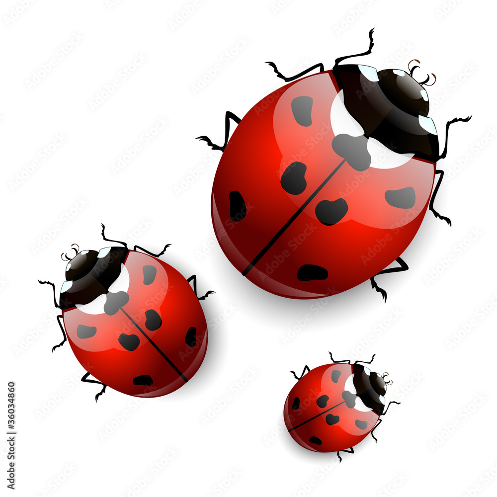 Fototapeta premium ladybugs
