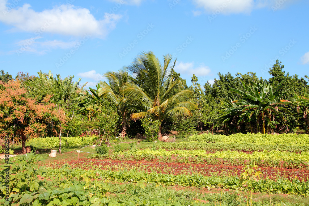 Cuba agriculture in Trinidad