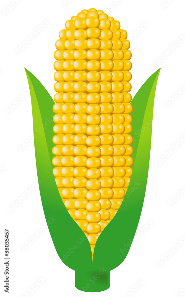トウモロコシイラスト Images Browse 1 Stock Photos Vectors And Video Adobe Stock