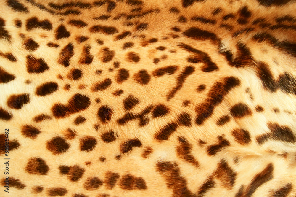 leopard skin leopard skin
