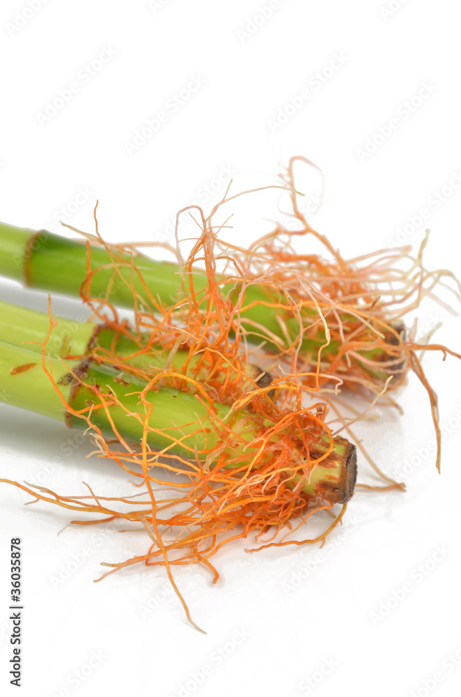 Obraz premium Lucky bamboo root