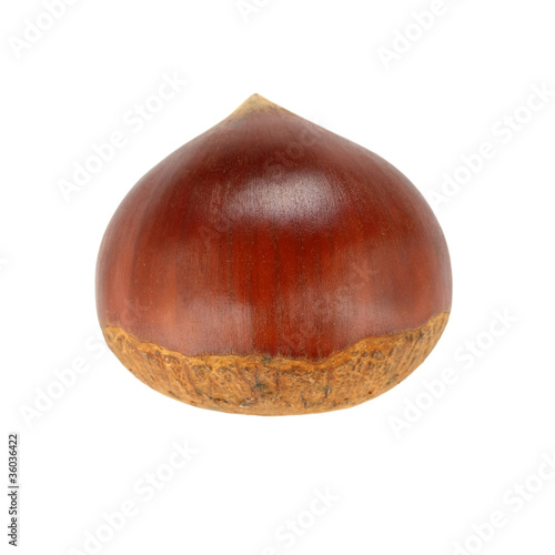 single chestnut on a white background photo