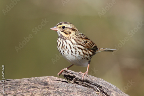 Savannah Sparrow (Passerculus sandwichensis)