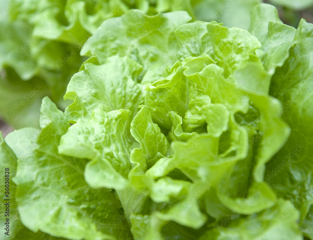 lettuce growing in the soil . lettuce growing in the soil .