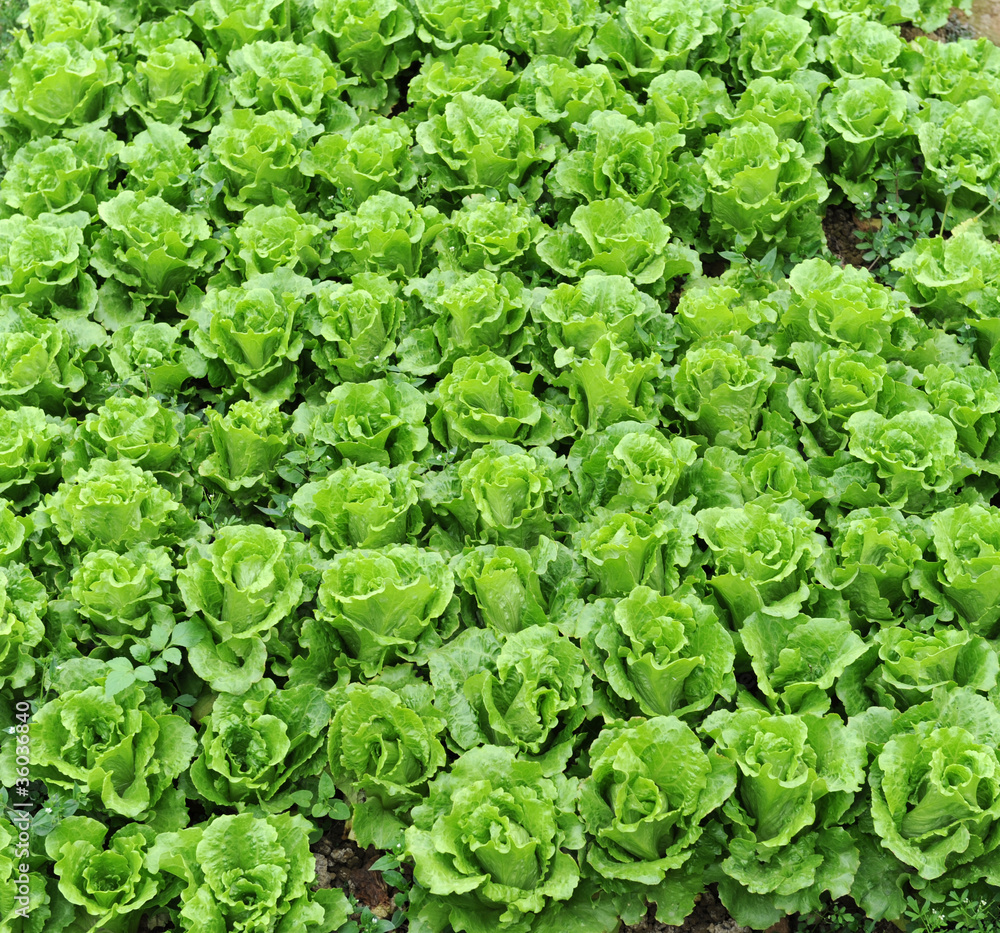 lettuce growing in the soil . lettuce growing in the soil .