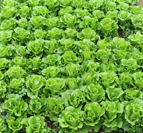 lettuce growing in the soil .