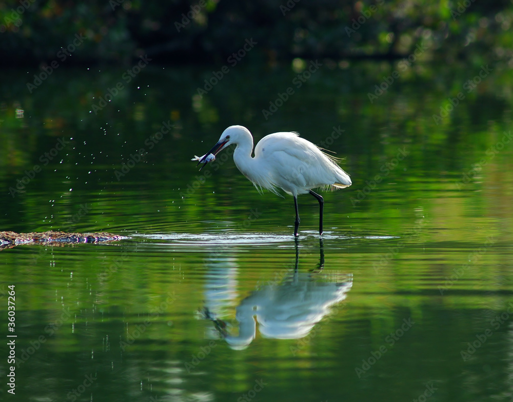 Naklejka premium Egrets play in the water
