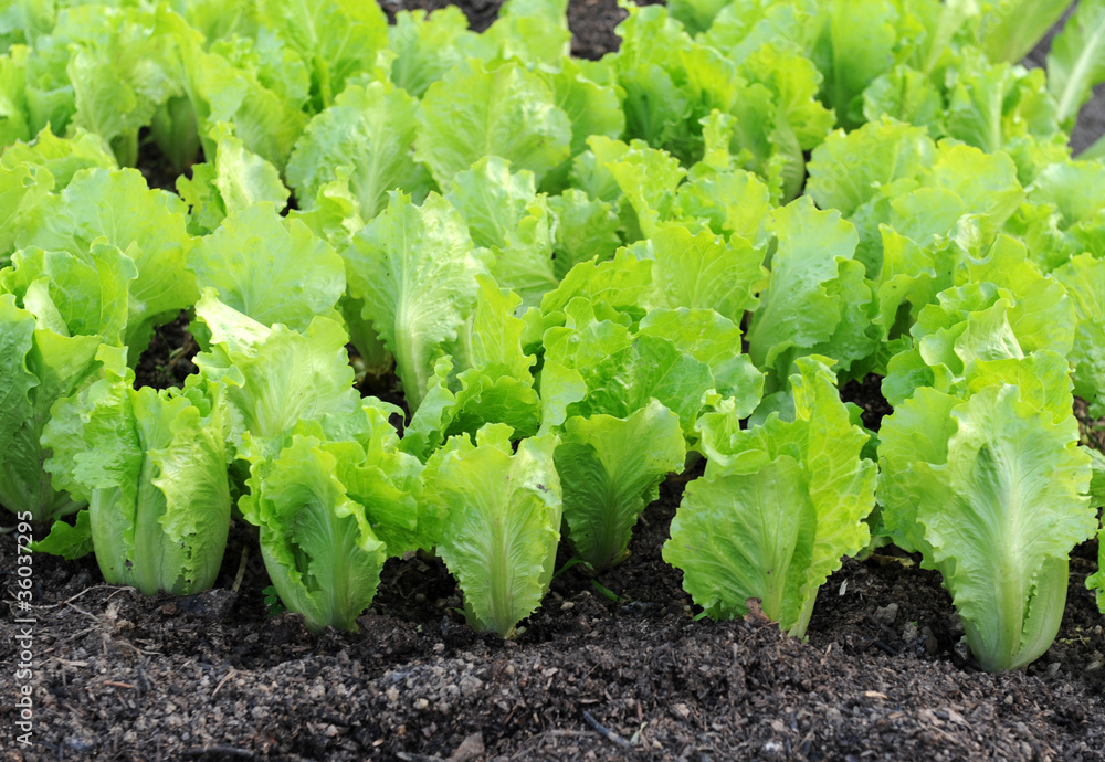 lettuce growing in the soil lettuce growing in the soil