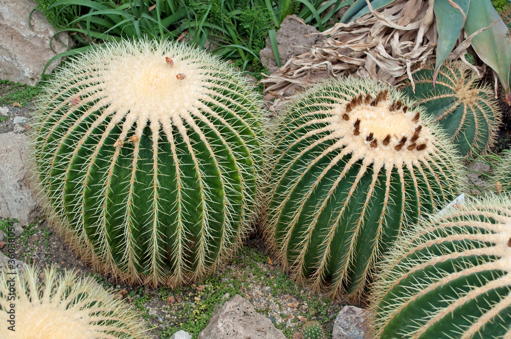 Goldkugelkaktus - Echinocactus grusonii Goldkugelkaktus - Echinocactus grusonii