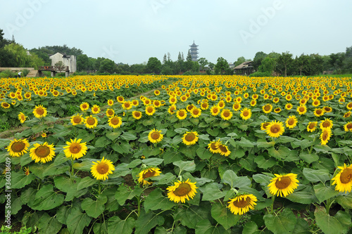 China village near the sunflower field