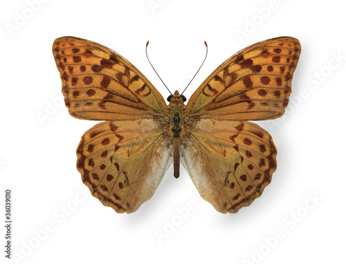 Yellow leopard butterfly isolated on white