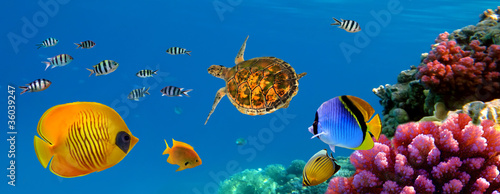 Underwater panorama with turtle, coral reef and fishes #36039247