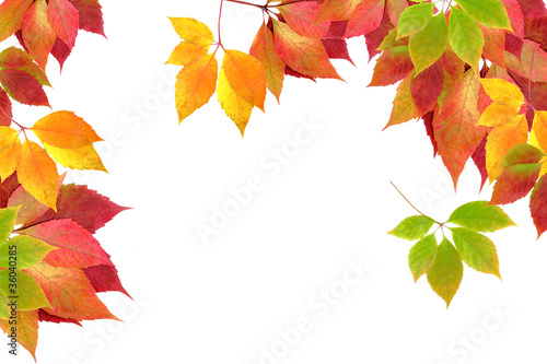 autumn leaves