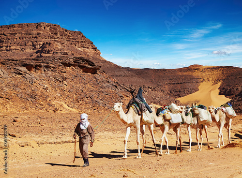 Camels caravan in Sahara Desert  Algeria