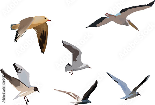 uccelli