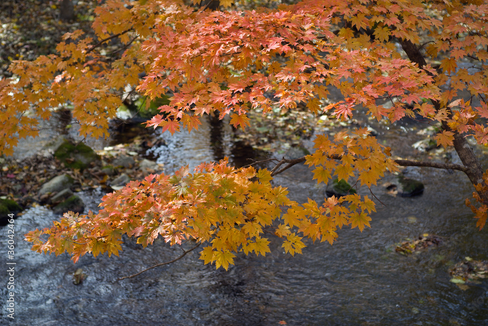 Maple above water 3
