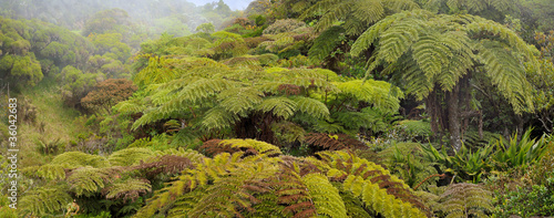 brume, fougère arborescente , Ile de la Réunion