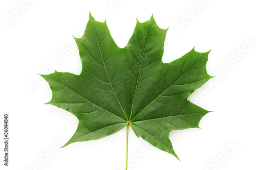 green maple leaf isolated on white