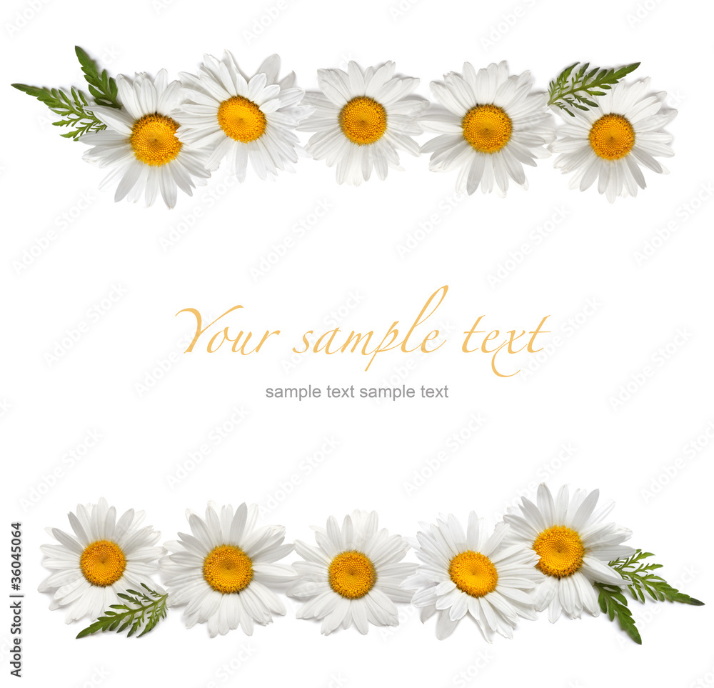 chamomile frame chamomile frame