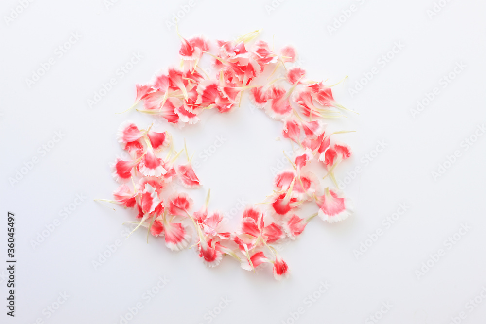カーネーションの花弁 カーネーションの花弁
