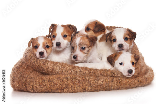 Jack Russell Terrier puppy on white