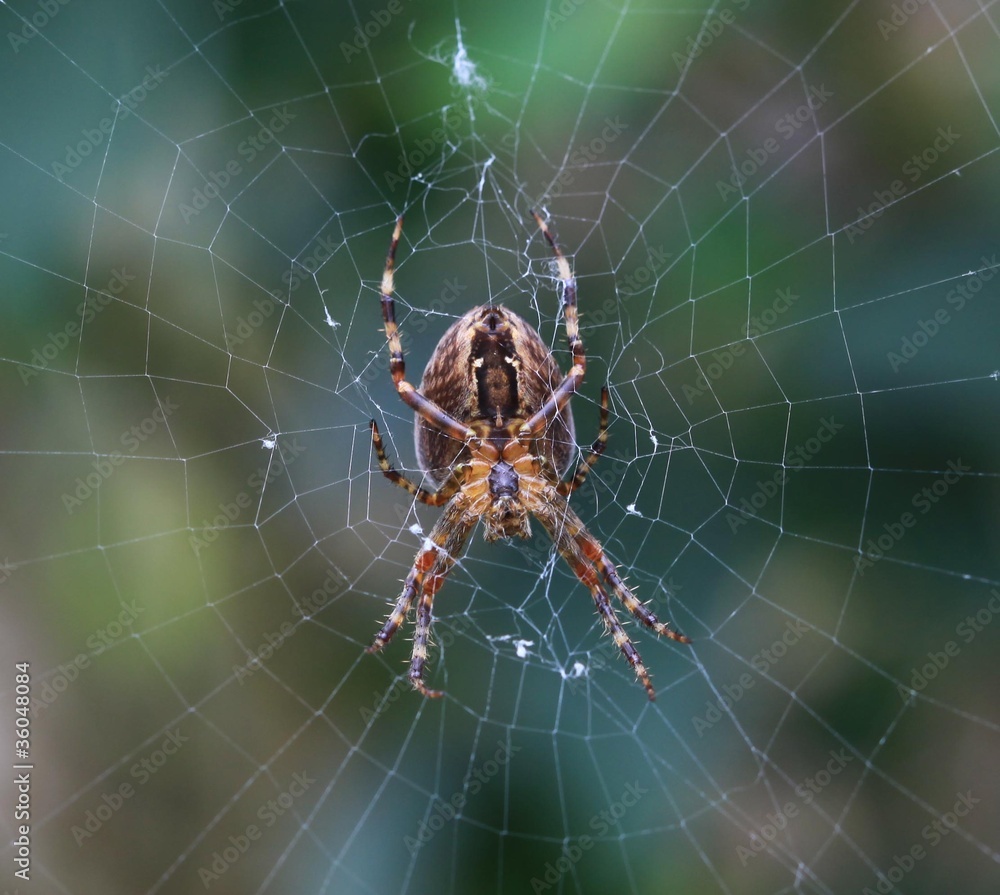 spider spider