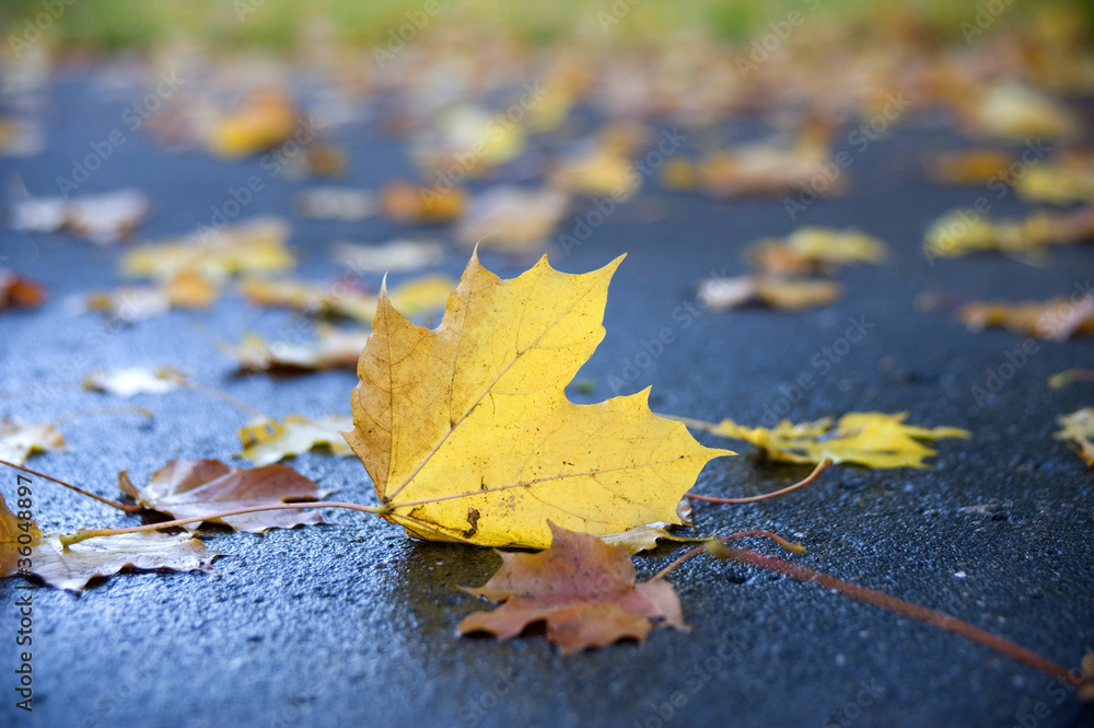 The sheet of a maple, lying on the earth. The sheet of a maple, lying on the earth.