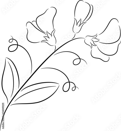 Sweet pea