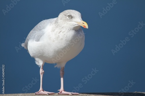 portrait de goeland