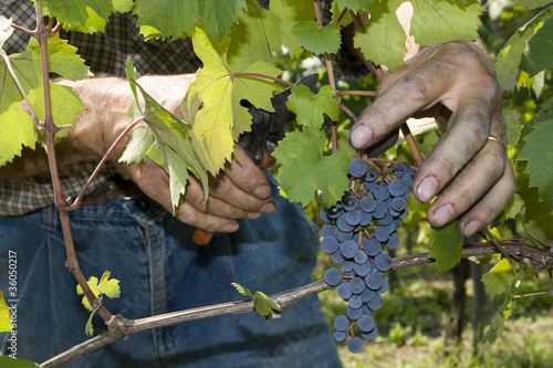 Detail of the hands of a man on the harvest