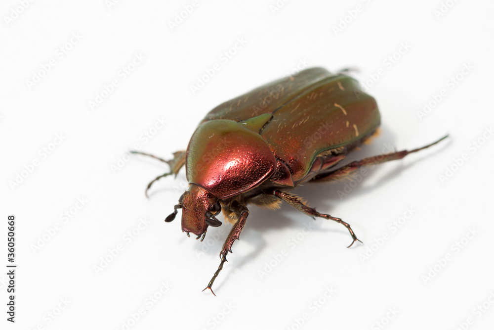Cetonia Aurata Cetonia Aurata