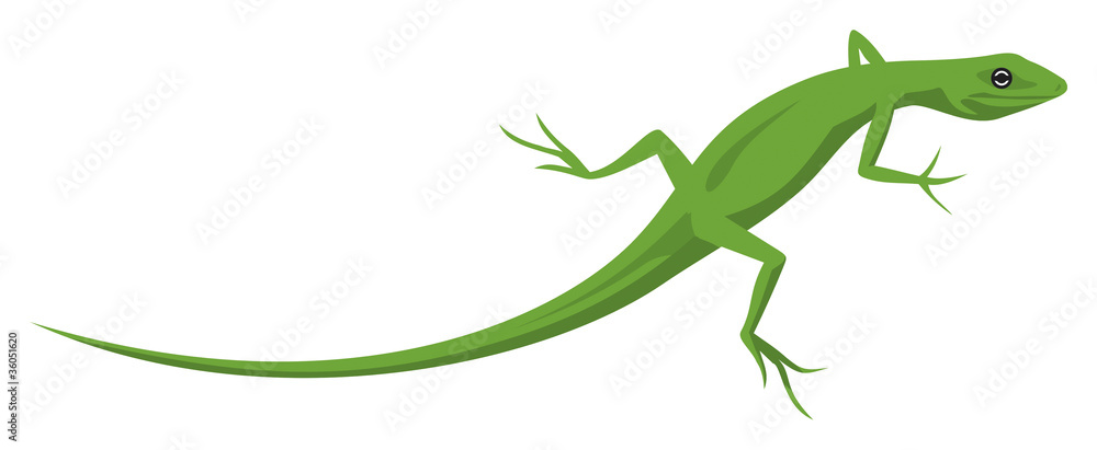 Lizard