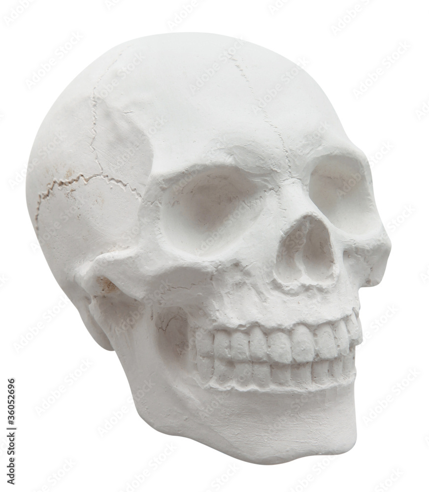 Obraz premium skull
