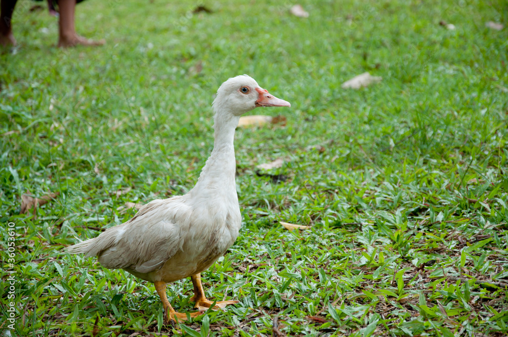 white duck white duck