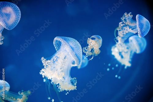 Bild auf Leinwand Jellyfish