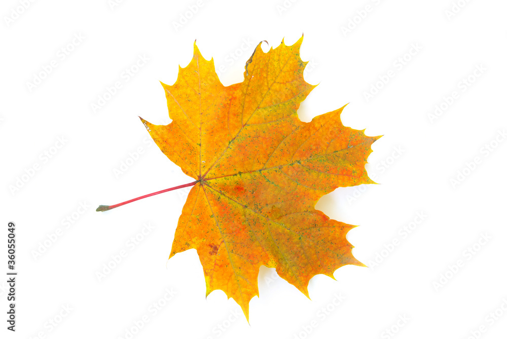 Fototapeta premium autumn maple leaf
