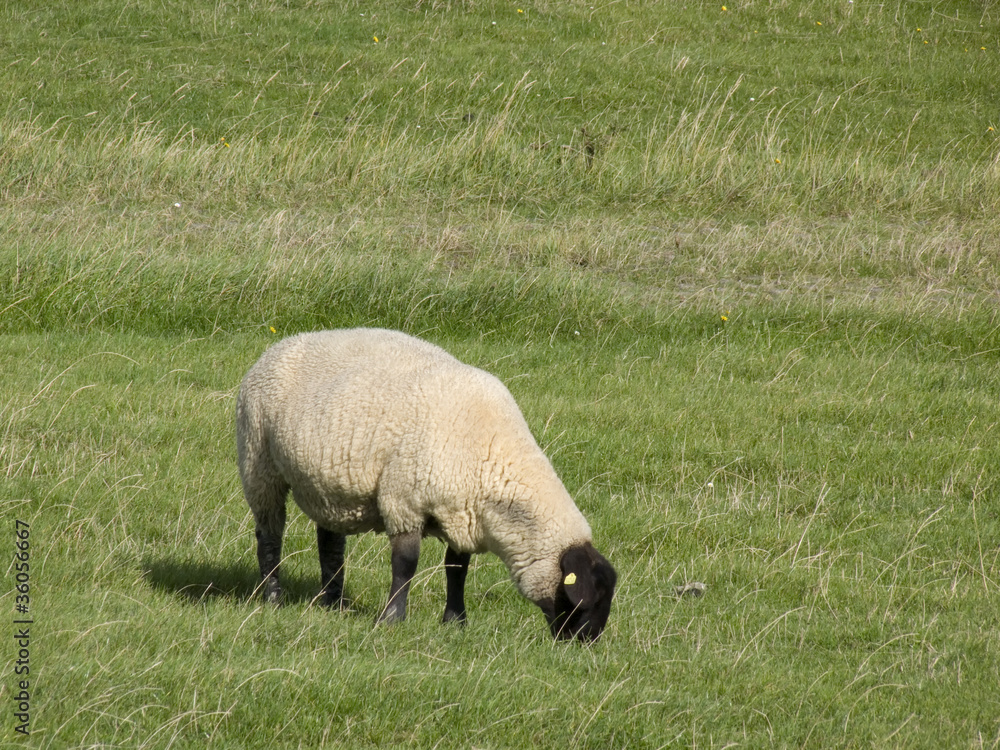 Schaf Schaf