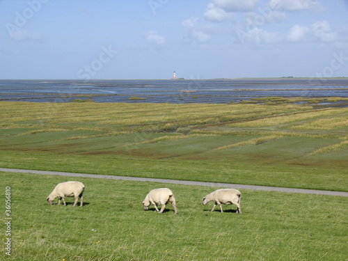 Schafe in Nordfriesland