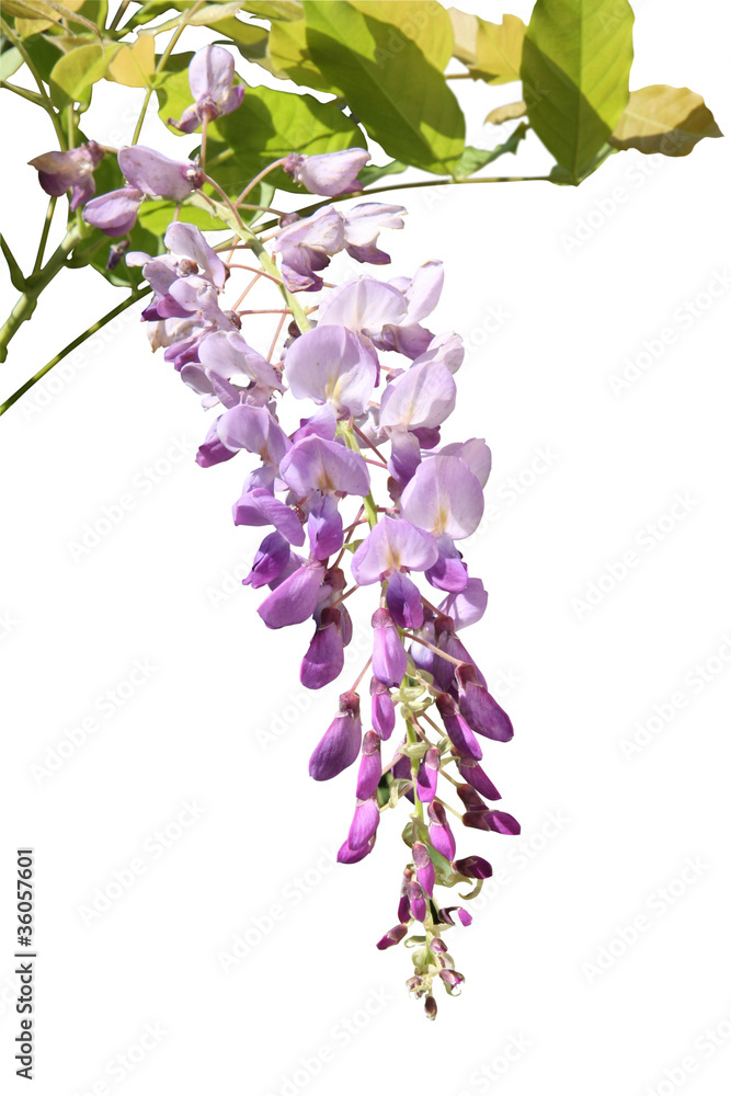 Fototapeta premium fleur de glycine
