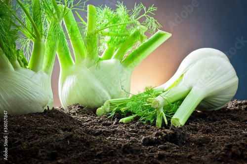 cultivation of fennel in the earth