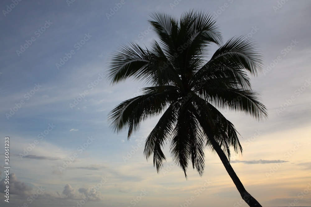 Single palm tree at sunset