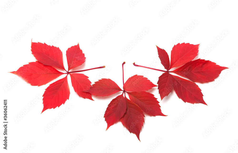 Three red autumn virginia creeper leaves Three red autumn virginia creeper leaves