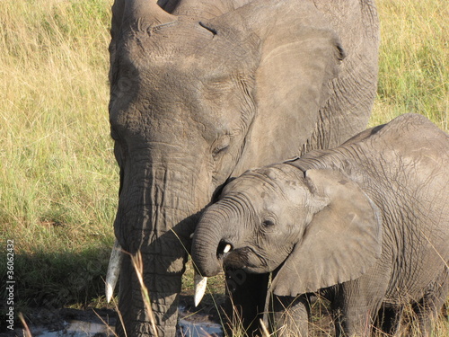 Canvas Print elephants
