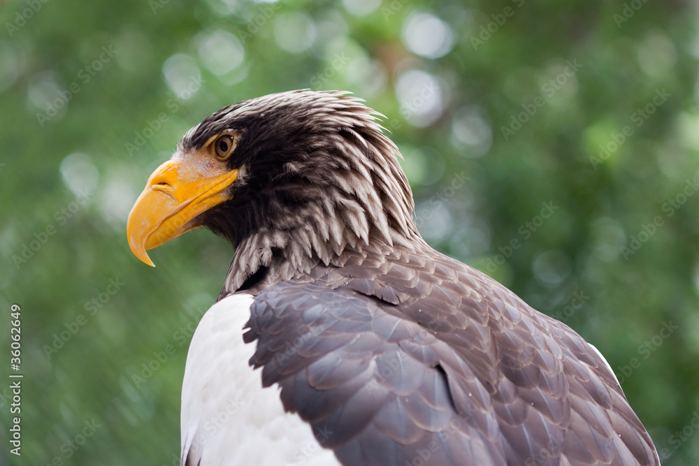 Obraz premium Steller's sea eagle