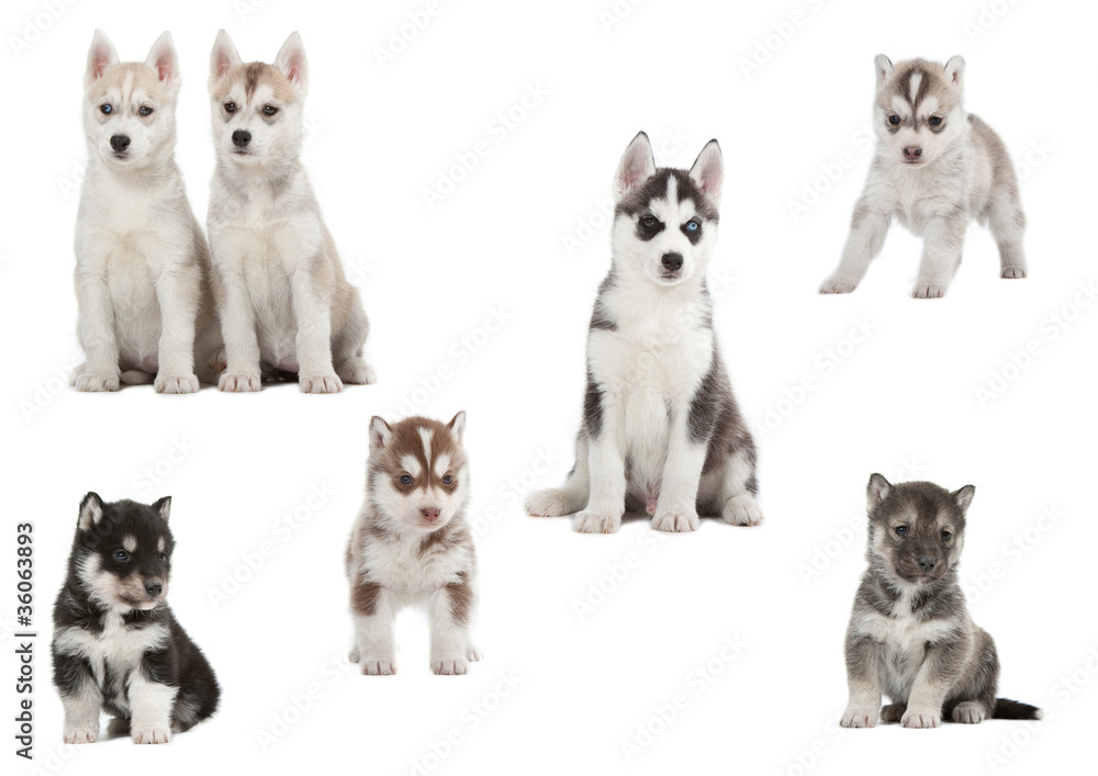 Obraz premium les chiots husky dans tous leurs états