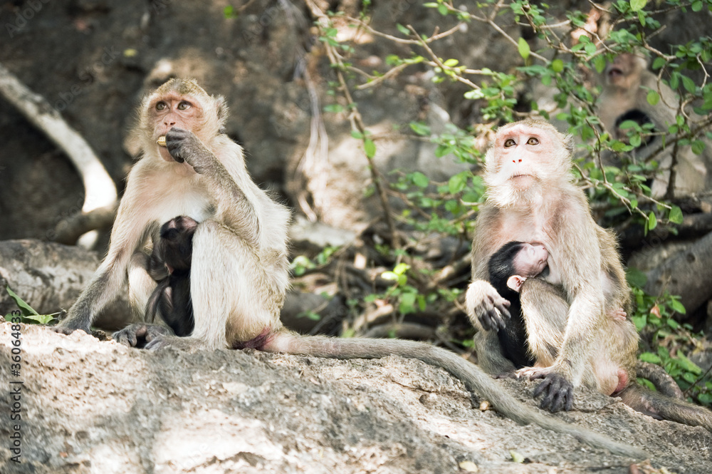 Fototapeta premium Two monkeys feeding theirs babies