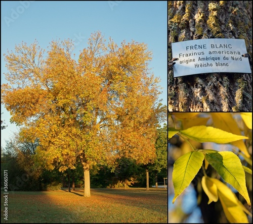 Arbre - Frêne Blanc - Fraxinus Americana photo