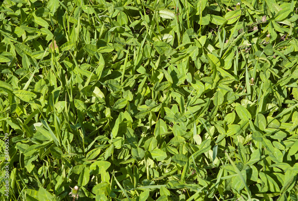 green grass background