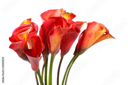 Fototapeta Naklejka Na Ścianę i Meble -  beautiful flowers