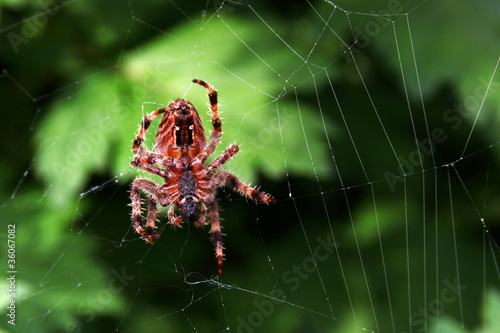 Epeira diademata su ragnatela photo